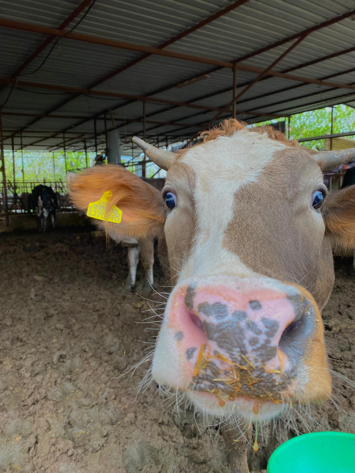 Gara Kerim Besi Çiftliği